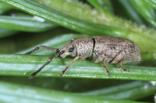 Simo hirticornis